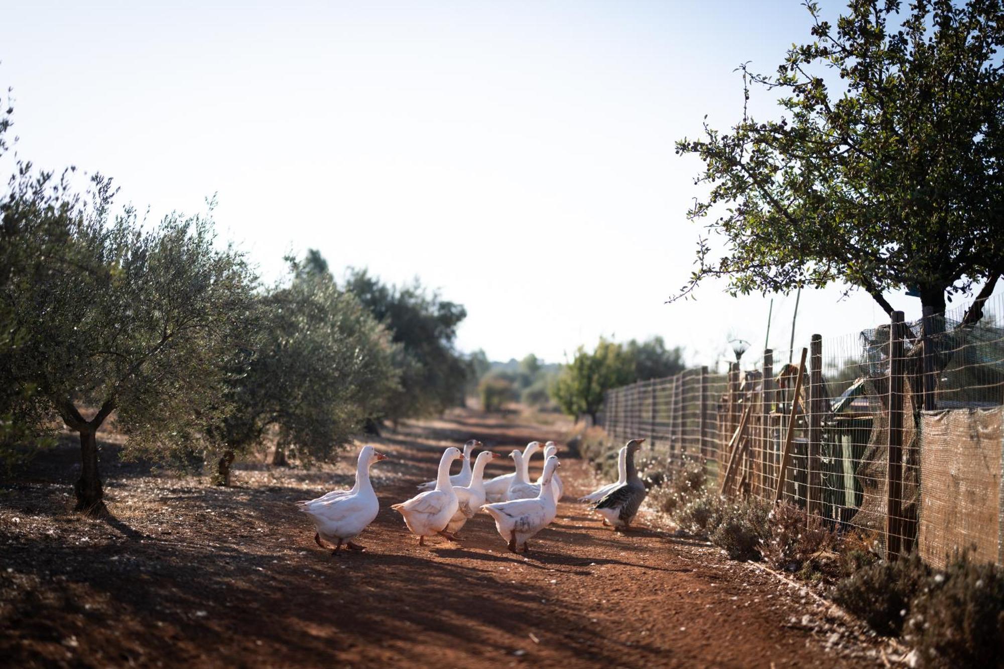 Eumelia Organic Agrotourism Farm 호텔 Goúvai 외부 사진